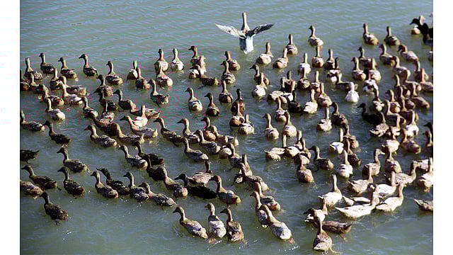 সিলেটের ফেঞ্চুগঞ্জ উপজেলার কটালপুর এলাকায় খামার থেকে বেরিয়ে পড়া হাঁসের ঝাঁক হাওরের দিকে যাচ্ছে। ছবিটি আজ মঙ্গলবার সকালে তোলা। ছবি: আনিস মাহমুদ