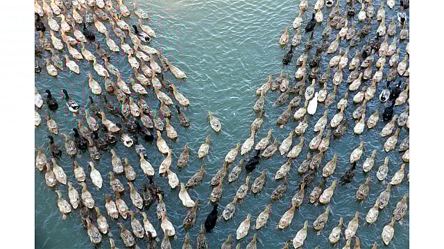 হাওরে যাচ্ছে হাঁসের ঝাঁক। ছবি: আনিস মাহমুদ