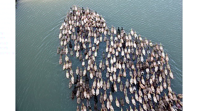 হাওরে যাচ্ছে হাঁসের ঝাঁক। ছবি: আনিস মাহমুদ
