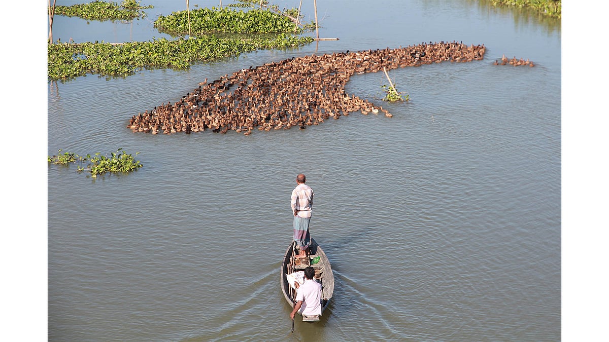 সিলেটের বিভিন্ন এলাকায় অনেকেই হাঁস পালেন। লাভজনক হওয়ায় গ্রামে এখন অনেকেই হাঁসের খামার করছেন। সিলেটের ফেঞ্চুগঞ্জ উপজেলার কটালপুর এলাকায়  খামার থেকে বেরিয়ে পড়া হাঁসের ঝাঁক হাওরের দিকে যাচ্ছে। হাঁসের পেছনে নৌকা নিয়ে যাচ্ছেন খামারি। ছবিটি আজ মঙ্গলবার সকালে তোলা। ছবি: আনিস মাহমুদ