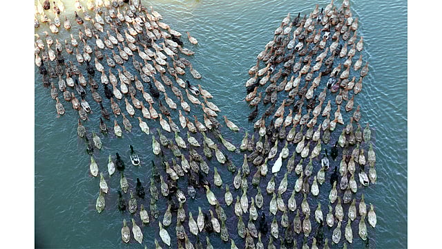 সারিবদ্ধ হয়ে হাওরে যাচ্ছে হাঁসের ঝাঁক। ছবি: আনিস মাহমুদ