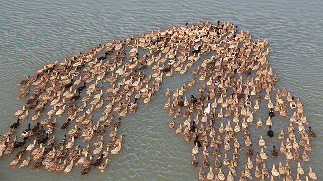 সারিবদ্ধ হয়ে হাওরের দিকে যাচ্ছে হাঁসের ঝাঁক। ছবি: আনিস মাহমুদ