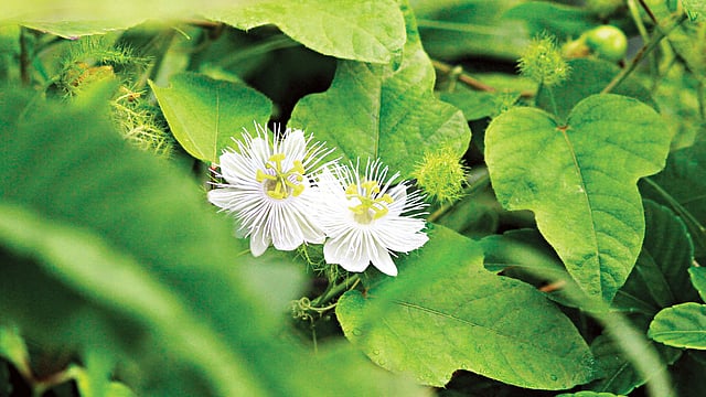 সাদা রঙের জংলি ঝুমকো লতা। টেকনাফ থেকে তোলা ছবি l লেখক