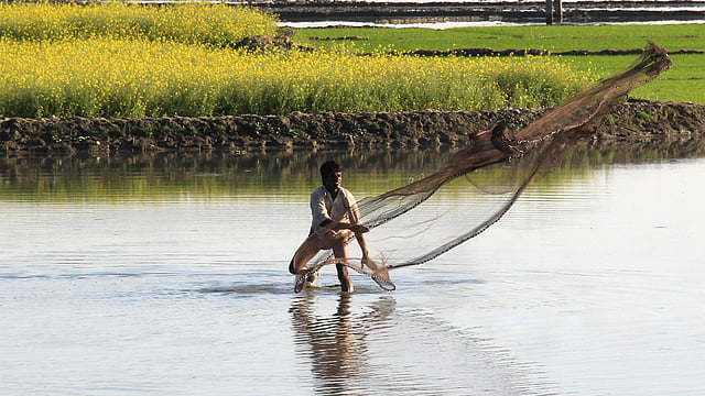 সরিষা খেতের পাশের জমিতে জমে থাকা পানিতে মাছ ধরার জন্য জাল ফেলেছেন এক জেলে। ছবিটি ময়মনসিংহের ব্রহ্মপুত্র নদের চরাঞ্চল থেকে তোলা। ছবি: জগলুল পাশা