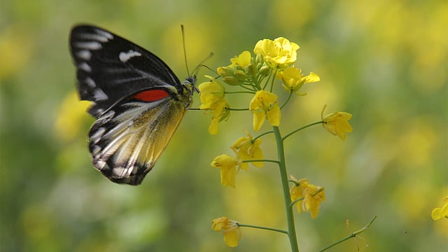 শীতের এই সময়টায় গ্রামবাংলার বিস্তীর্ণ মাঠ হলুদ বরণ ধারণ করে, সরিষা ফুলের কারণে। দেখে মনে হয় যেন হলুদ রঙের রাজ্য। এই রাজ্যে দেখা মেলল বাহারি প্রজাপতিটির। ছবিটি ময়মনসিংহের ফুলপুর উপজেলার সিংহেশ্বর গ্রাম থেকে তোলা। ছবি: জগলুল পাশা