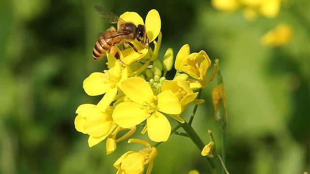 সরিষা ফুল থেকে মধু সংগ্রহ করছে মৌমাছি। ছবিটি ময়মনসিংহের ব্রহ্মপুত্র নদের চরাঞ্চল থেকে তোলা। ছবি: জগলুল পাশা