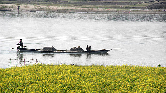 ময়মনসিংহের ব্রহ্মপুত্রের তীরজুড়ে নয়নজুড়নো হলুদ সরিষার খেত। ছবি: জগলুল পাশা