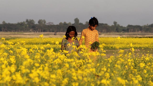 শাক তুলে সরিষা খেতের আইল ধরে গল্প করতে করতে বাড়ি ফিরছে দুই শিশু। ছবিটি ময়মনসিংহের ব্রহ্মপুত্র নদের চরাঞ্চল থেকে তোলা। ছবি: জগলুল পাশা