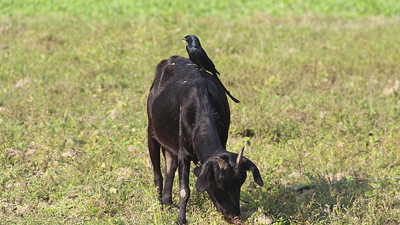 ফাইল ছবি