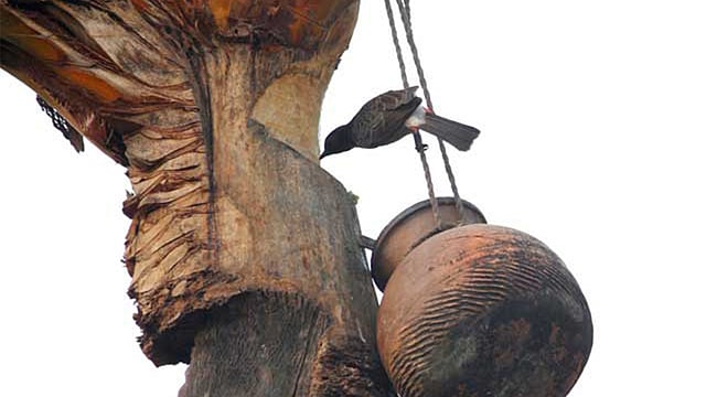 খেজুরের রস প্রাকৃতিক এনার্জি ড্রিংক।