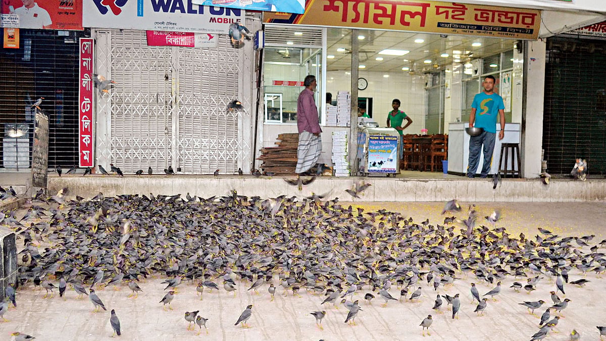 রোজ শত শত শালিককে খাওয়ানোর এই দৃশ্য দেখা যায় পাবনা শহরে। ছবি: হাসান মাহমুদ