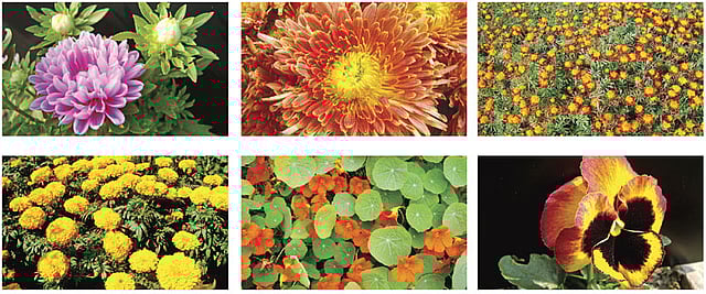 অ্যাস্টার, চন্দ্রমল্লিকা, চীনা গাঁদা, ইনকা গাঁদা, ন্যাস্টারশিয়াম, প্যানজি