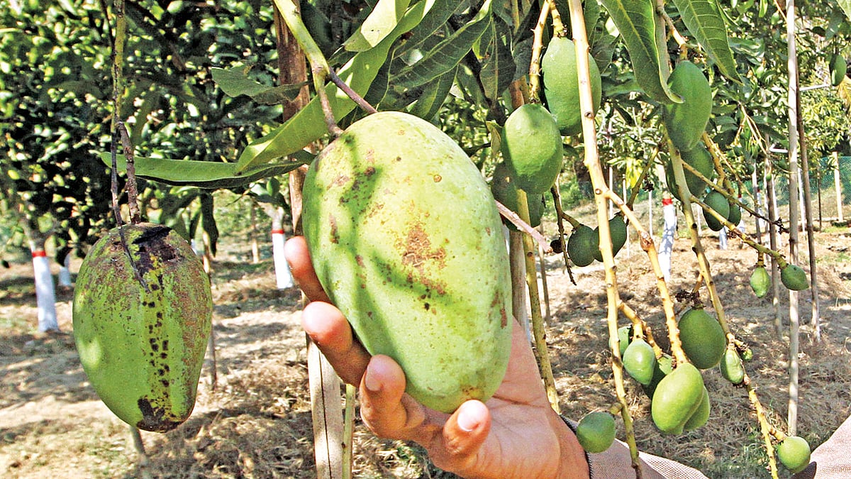 একই গাছে আমের গুটি ও পরিপক্ব আম। বাংলাদেশ কৃষি গবেষণা ইনস্টিটিউটের (বারি) চট্টগ্রামের কৃষি গবেষণা কেন্দ্র থেকে গতকাল ছবিটি তুলেছেন সৌরভ দাশ