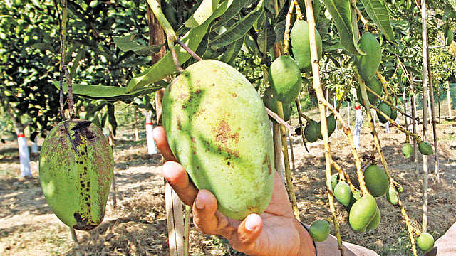 একই গাছে আমের গুটি ও পরিপক্ব আম। বাংলাদেশ কৃষি গবেষণা ইনস্টিটিউটের (বারি) চট্টগ্রামের কৃষি গবেষণা কেন্দ্র থেকে গতকাল ছবিটি তুলেছেন সৌরভ দাশ
