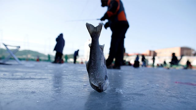 বরফের নিচে পানিতে বেঁচে থাকলেও বরফের ওপরে আসার কিছুক্ষণের মধ্যে ঠান্ডায় মাছ জমে যাচ্ছে। ছবি: এএফপি