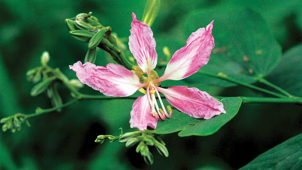 দেবকাঞ্চন। রমনা পার্ক থেকে তোলা ছবি l লেখক