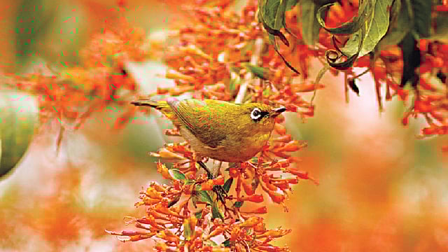 বহুপুষ্পিকা গাছে শ্বেতাক্ষী। ছবিটি লেখক বাংলাদেশ কৃষি বিশ্ববিদ্যালয় থেকে তুলেছেন