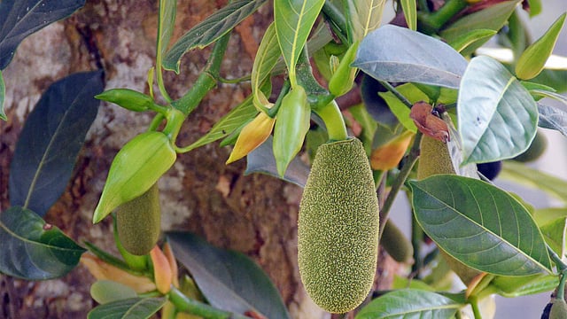 কচি কাঁঠাল