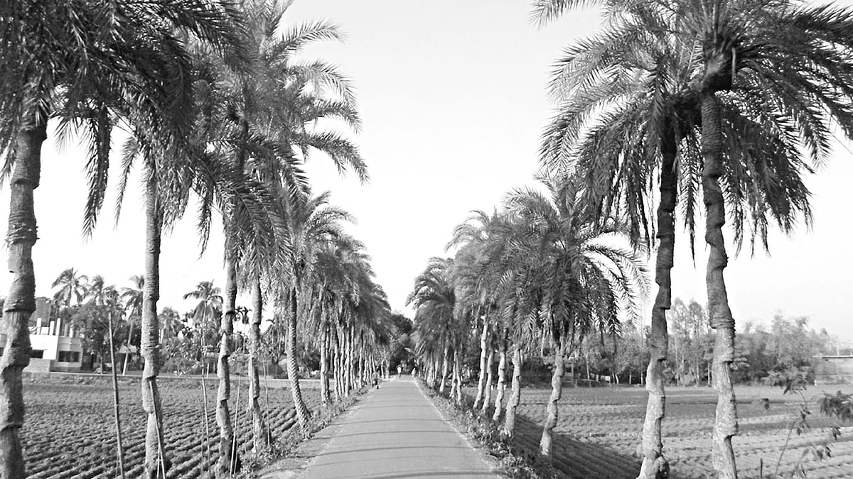 বাগানে সারি সারি খেজুরগাছ। এসব গাছ থেকে সংগ্রহ করা হচ্ছে রস। এ রস ফেরি করে বিক্রি ক​েরন গাছিরা। ছবিটি সম্প্রতি ​নীলফামারীর সৈয়দপুর উপজেলার ধলাগাছ গ্রাম থেকে তোলা l প্রথম আলো