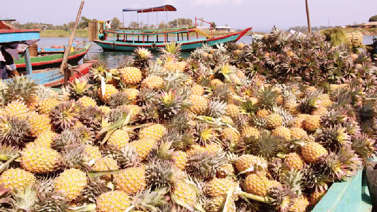 রাঙামাটি শহরের বনরূপা এলাকার সমতা ঘাটে নদীপথে দুর্গম এলাকা থেকে নৌকা বোঝাই করে আনারস এনেছেন চাষিরা। ছবিটি ৭ ফেব্রুয়ারি দুপুরে তোলা l সুপ্রিয় চাকমা