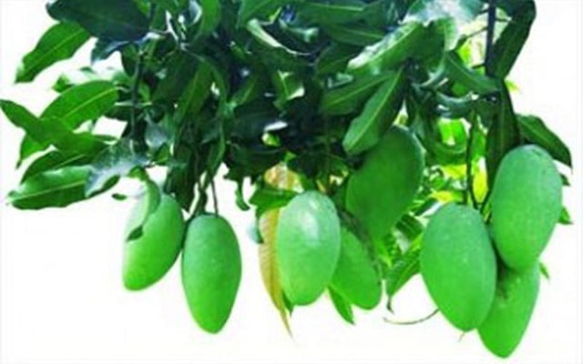 আমপাতা