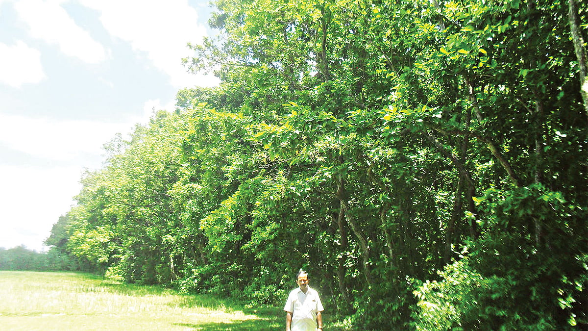 নওগাঁর ধামইরহাট উপজেলায় দখল হওয়া জমিতে আবার গড়ে তোলা হয়েছে শালবন। এ উদ্যোগে মূল ভূমিকা পালনকারী বন কর্মকর্তা লক্ষ্মণ ভৌমিক বনের পাশে দাঁড়ানো l প্রথম আলো