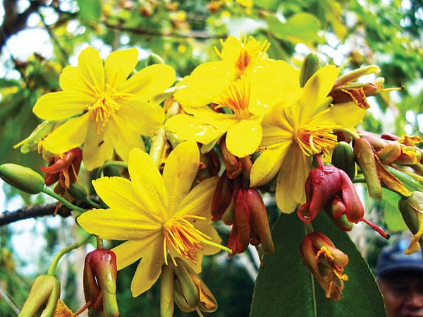 কনকচাঁপা