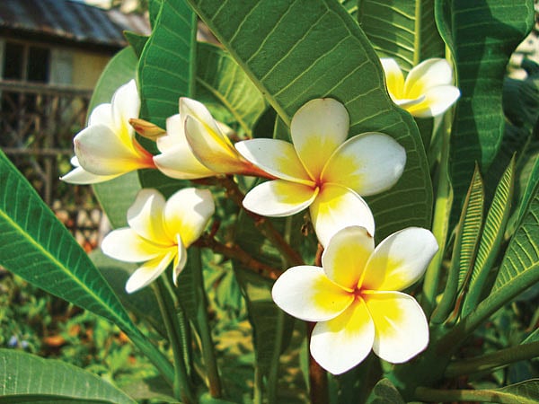 কঁাঠালচাঁপা