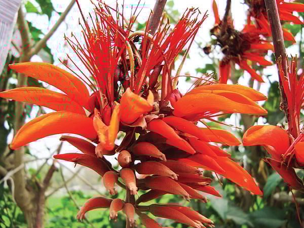 পারিজাত