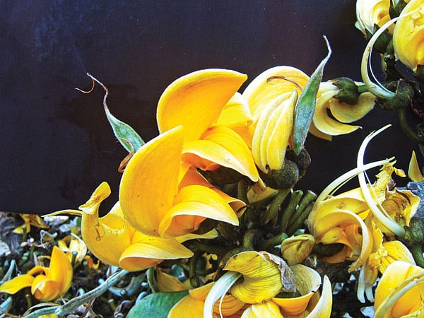 হলুদ পলাশ