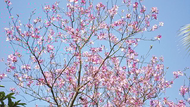 দেবকাঞ্চন। ছবি: লেখক