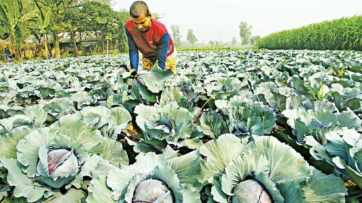 বগুড়ার শিবগঞ্জ উপজেলায় টেপাগাড়ি গ্রামে এ রকম বিস্তীর্ণ খেতে রেড ক্যাবেজ l প্রথম আলো