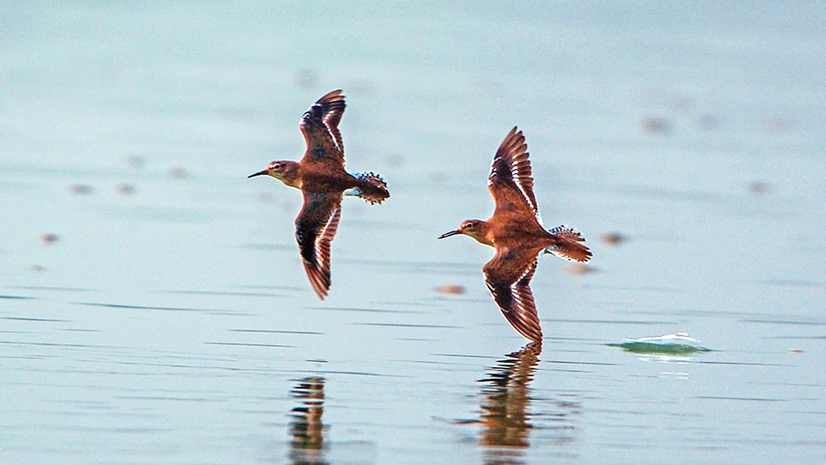 উড়ে চলেছে একজোড়া চা পাখি l ছবি: মো. মারুফ রানা