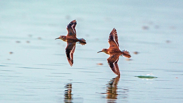 উড়ে চলেছে একজোড়া চা পাখি l ছবি: মো. মারুফ রানা