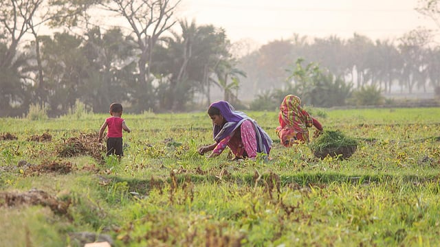 বিকেলের নরম রোদে গবাদি পশুর জন্য ঘাস কাটছেন নারীরা। ছবিটি গতকাল শুক্রবার খুলনার ফুলতলা উপজেলার দক্ষিণ দামুদর থেকে তোলা। ছবি: সাদ্দাম হোসেন