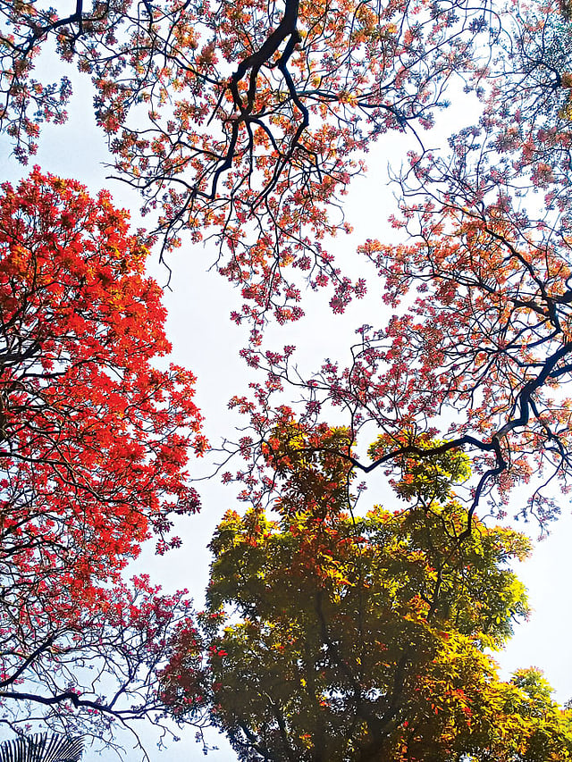 রমনা পার্কে কুসুমের বর্ণিল পাতা। কোনোটা লাল, কোনোটার রং বদলে সবুজ হয়েছে l ছবি: লেখক