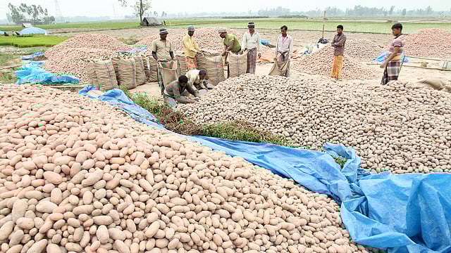 খেত থেকে আলু তুলে মাঠেই স্তূপ করে রেখেছেন কৃষকেরা। সেখান থেকে স্টিক জাতের ৯১ কেজি আলু ৮৫০ থেকে ৮৬০ টাকায় কিনে নিচ্ছেন ব্যাপারীরা। ছবিটি আজ শুক্রবার বগুড়ার শাজাহানপুর উপজেলার গয়নাকুড়ি গ্রাম থেকে তোলা। ছবি: সোয়েল রানা
