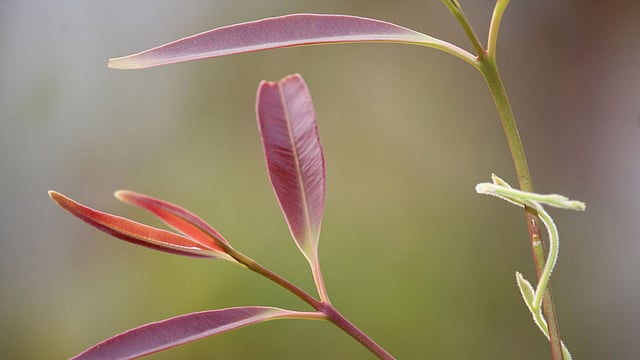 পাহাড়ি প্রকৃতিতে গাছে এসেছে নতুন পাতা। ছবিটি আজ শুক্রবার সকালে খাগড়াছড়ি সদরের কাপতলাপাড়া এলাকা থেকে তোলা। ছবি: নীরব চৌধুরী