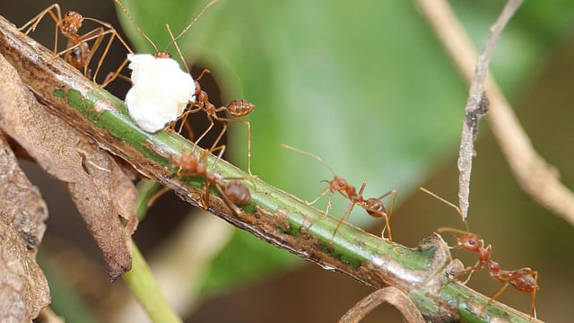 লতাজাতীয় উদ্ভিদের ওপর দিয়ে পিঁপড়ার দল খাদ্য টেনে নিচ্ছে। ছবিটি আজ সকালে খাগড়াছড়ি সদরের কাপতলাপাড়া এলাকা থেকে তোলা। ছবি: নীরব চৌধুরী
