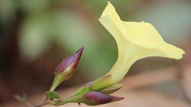 পাহাড়ি বনে ফুটেছে বুনো ফুল। ছবিটি আজ শুক্রবার সকালে খাগড়াছড়ি সদরের তিনমাইল আলাধনপাড়া এলাকা থেকে তোলা। ছবি: নীরব চৌধুরী
