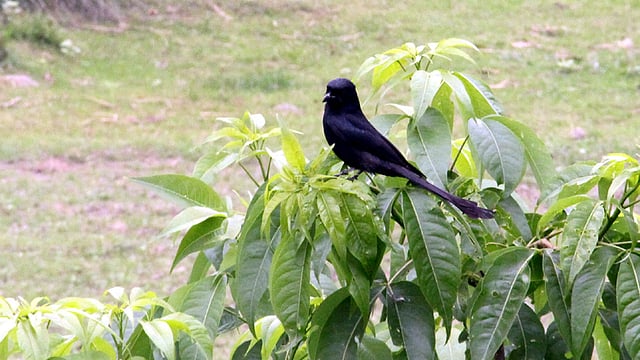 সবুজ পাতার প্রাচুর্যে একলা ফিঙেটি। ছবিটি গতকাল বৃহস্পতিবার বিকেলে মানিকগঞ্জ সদর উপজেলার ভাটবাউর গ্রাম থেকে তোলা। ছবি: আব্দুল মোমিন