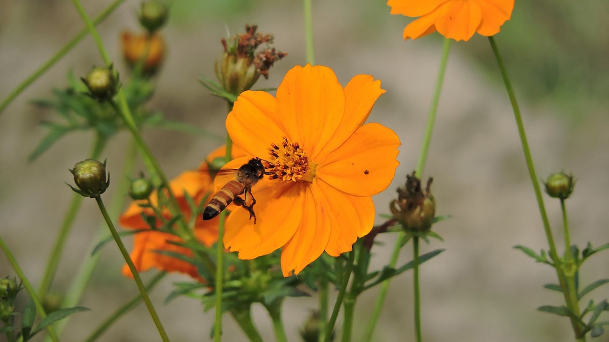 ফুলে মৌমাছি। ছবিটি গতকাল বৃহস্পতিবার দুপুরে মেহেরপুর সদর থেকে তোলা। ছবি: আবু সাঈদ
