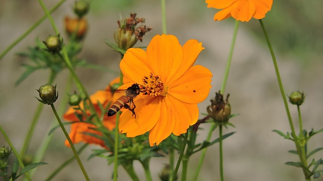 ফুলে মৌমাছি। ছবিটি গতকাল বৃহস্পতিবার দুপুরে মেহেরপুর সদর থেকে তোলা। ছবি: আবু সাঈদ