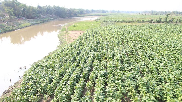 ক্ষতিকর তামাকখেতে ছেয়ে গেছে মাইনী নদীর পাড়। ছবিটি গতকাল বৃহস্পতিবার বিকেলে খাগড়াছড়ি দীঘিনালা উপজেলার থানাবাজার-সংলগ্ন মাইনী নদীর সেতু এলাকা থেকে তোলা। ছবি: নীরব চৌধুরী