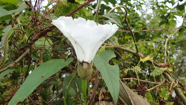 সড়কের পাশে ঝোপে ফুটেছে বুনো ফুল। ছবিটি আজ শুক্রবার সকালে পিরোজপুর সদর উপজেলার শংকরপাশা গ্রাম থেকে তোলা। ছবি: এ কে এম ফয়সাল