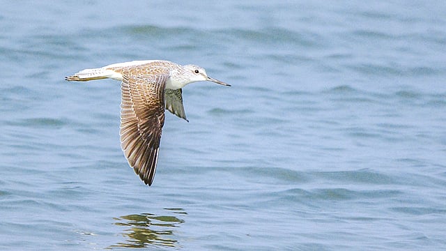 উড়ে চলেছে সবুজ পা পিউ বা কইতরে চ্যাগা l ছবি: মো. মারুফ রানা