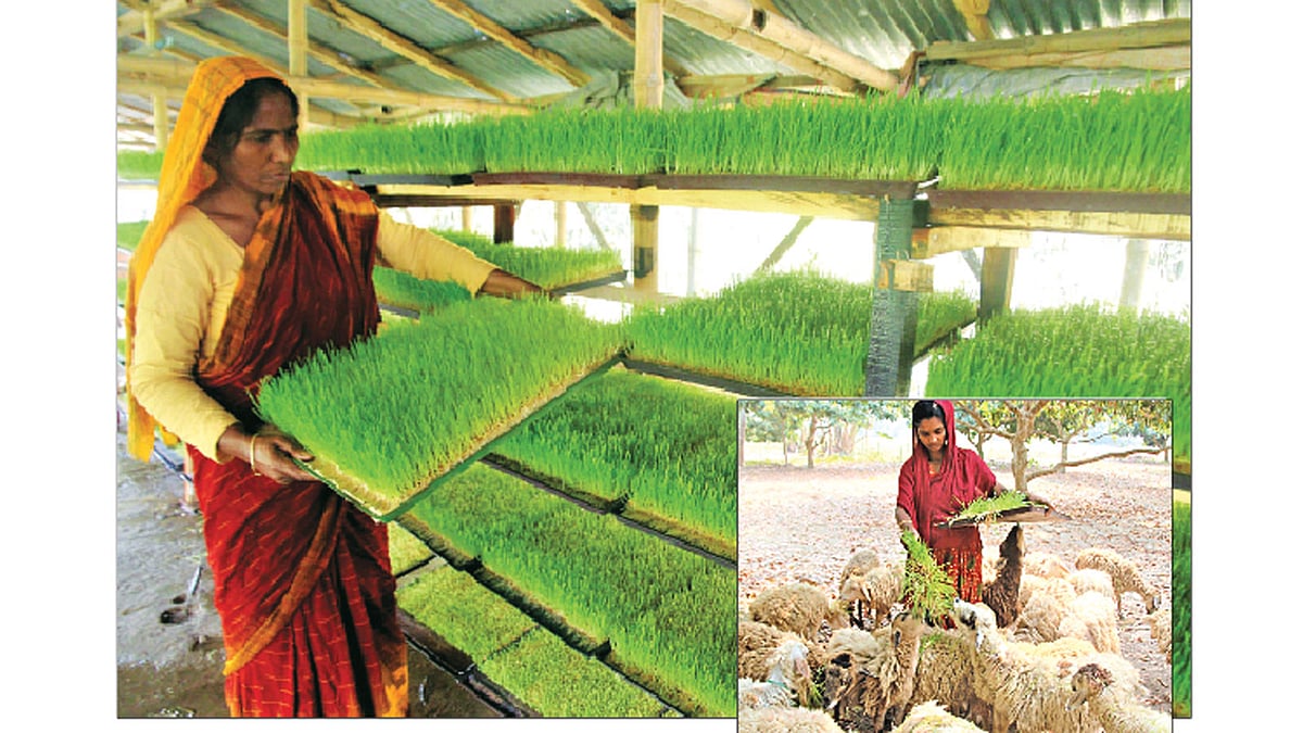 হাইড্রোফনিক (মৃত্তিকাবিহীন জল চাষ িবদ্যা) ফডার পদ্ধতি ব্যবহার করে যশোর সদর উপজেলার পাঁচবাড়িয়া গ্রামে ঘরের ভেতর পশুখাদ্য হিসেবে সবুজ ঘাস উৎপাদন করা হচ্ছে। সেই খাদ্য খাওয়ানো হচ্ছে পশুকে (ইনসেটে) l প্রথম আলো