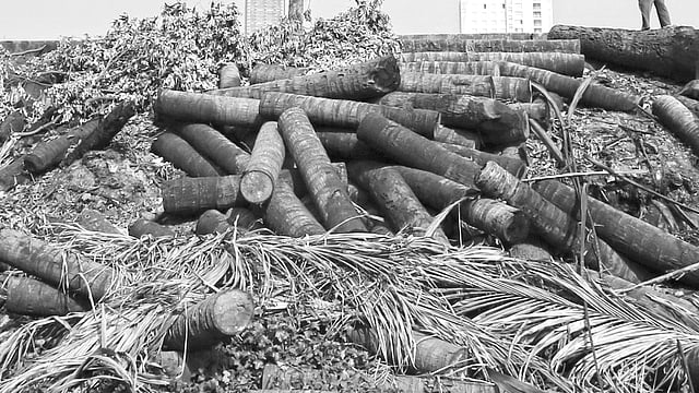 রাজধানীবাসীর বিনোদনের জন্য সোহরাওয়ার্দী উদ্যান একটি গুরুত্বপূর্ণ জায়গা হলেও তদারকির অভাবে নষ্ট হচ্ছে এর পরিবেশ। যেখানে–সেখানে ফেলে রাখা হচ্ছে ময়লা–আবর্জনা। ছবিটি গতকাল বিকেলে তোলা l প্রথম আলো