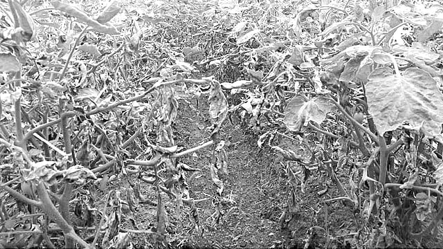 পঞ্চগড় সদর উপজেলার বলেয়াপাড়া গ্রামের নাবি ধসা রোগে আক্রান্ত একটি টমেটোখেত l ছবি: প্রথম আলো