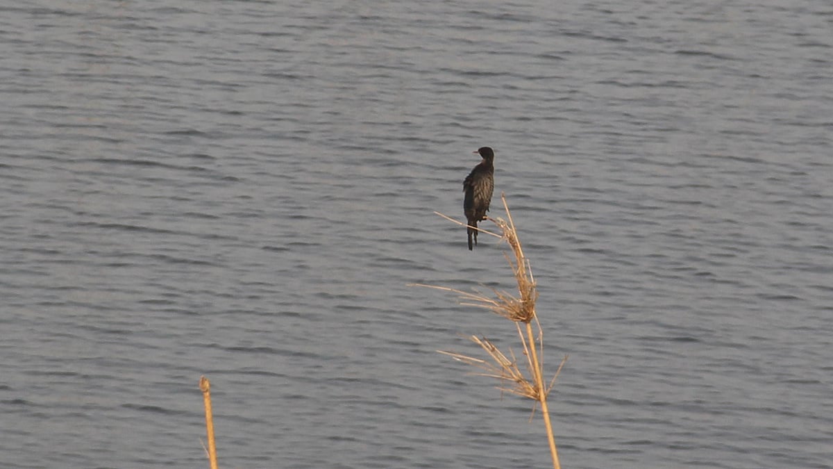 মাছ শিকারের অপেক্ষায় পানকৌড়ি। ছবিটি গতকাল বুধবার সকালে মানিকগঞ্জ সদর উপজেলার তাঁতী কালিয়ানী গ্রাম থেকে তোলা। ছবি: আব্দুল মোমিন